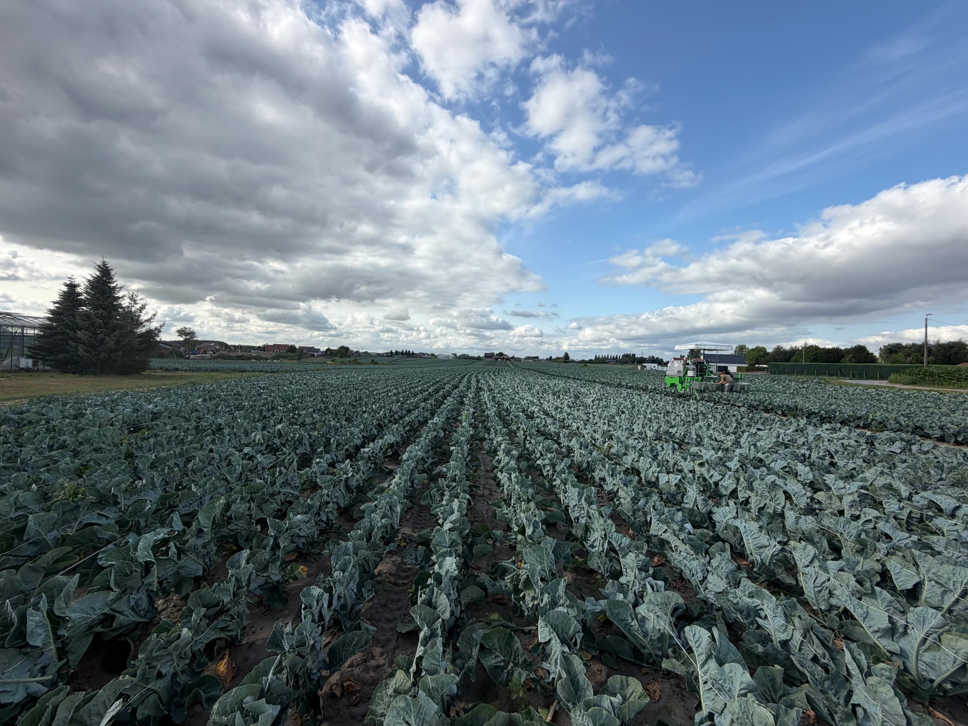 Flor binding machine working in a cauliflower field
