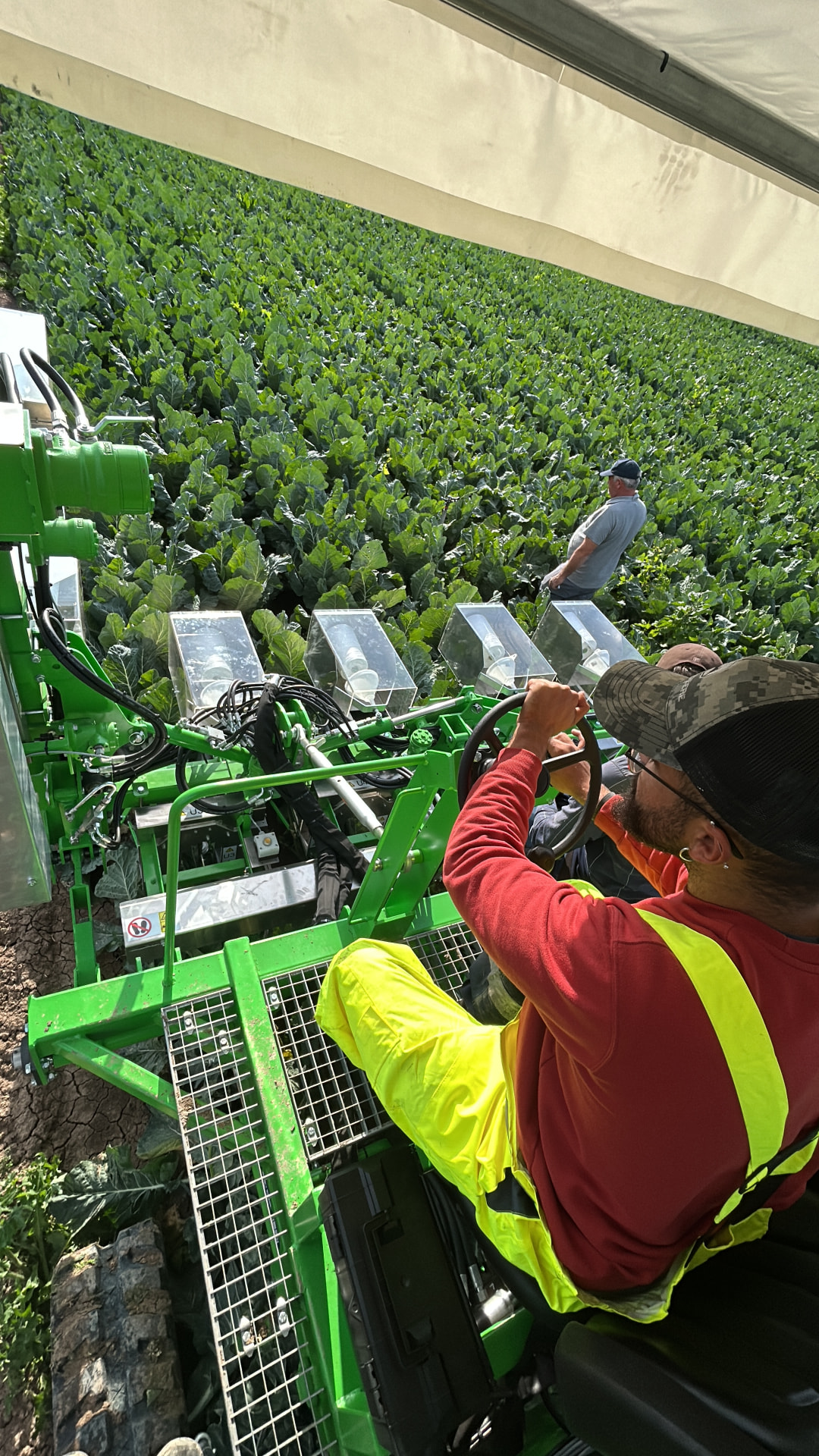 Flor binding machine working in a cauliflower field